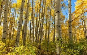 Quaking Aspen Trees Seedlings 8-14 Inches Populus tremuloides Bare Root Fast-Growing Deciduous Tree for Landscaping