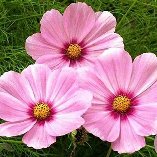 200 Seeds Cosmos GLORIA, Non-GMO, Huge Magenta Flower Blooms, Attracts Pollinators, Easy to Grow Garden Flowers