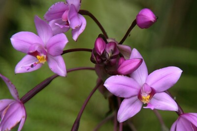 Spathoglottis plicata Live Plant in 4” Pot - Purple Lavender Ground Orchid - Tropical Perennial Orchid for Gardens & Indoors