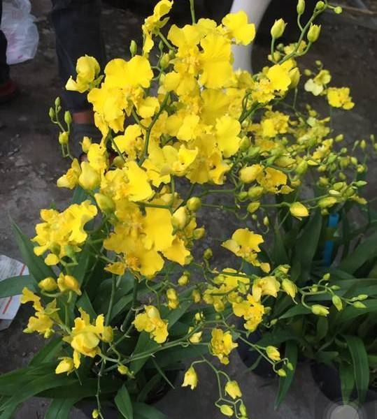Potted Yellow Orchid Seedling | Onc. Gower Ramsey | Child & Pet Safe Indoor/Outdoor Plant | Subtropical Beauty