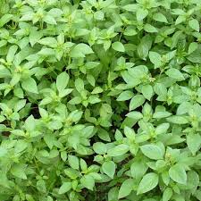 Lemon Basil Seeds 1000 Count - Ocimum basilicum var. citriodora - Fragrant Culinary Herb for Garden and Cooking