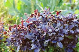 500 Seeds Dark Opal Basil - Aromatic Purple Herb for Cooking & Gardens - Ocimum basilicum