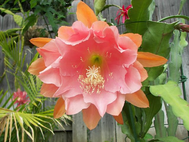 Epiphyllum 'Doris Pittman' Cutting 4-8" | Rare Orchid Cactus | Large Pink-Orange Blooms | Unrooted Plant for Collectors