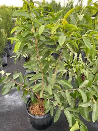 Starter Plant Mexican Guava Tree 1'-2' Live Tropical Tree Psidium guajava Edible Fruit Green Foliage
