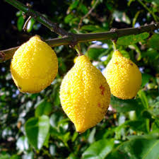 Bumpy Lemon Starter Plant Seedling 12"-24" Charichuelo Garcinia madruno Tropical Fruit Tree for Exotic Gardens
