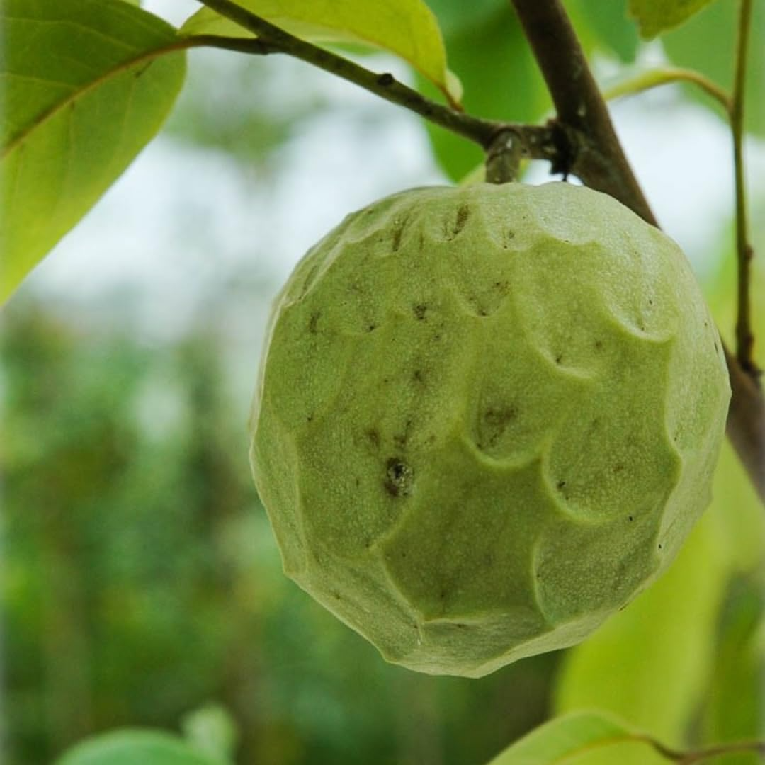 Cherimoya Plant with Pot | 8-Inch Live Seedling | Tropical Fruit Tree | Annona | Ready to Plant Indoors & Outdoors