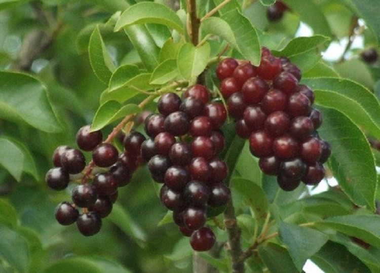Choke Cherry Tree Bare Root Plant 14"-18" Prunus virginiana Edible Berries White Blossoms Wildlife-Friendly Garden