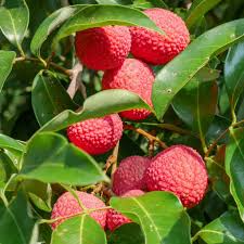Lychee Seedling 6"-12" Tall | Brewster Variety | Tropical Fruit Tree (Litchi chinensis) | Sweet Red Fruits | Outdoor Plant