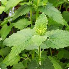 Catnip Seeds 2000 Count, Aromatic Herb for Cats, Nepeta Cataria, Lavender Flowers, Drought-Tolerant, Garden Essential