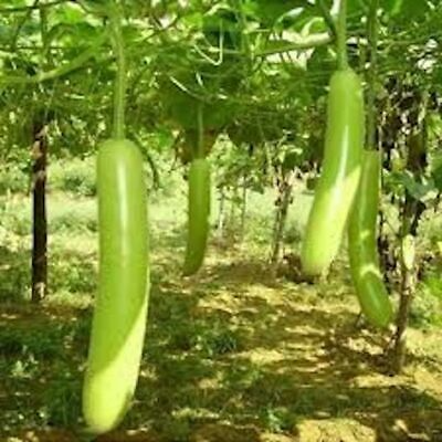 10 Seeds Snake Gourd | Lagenaria siceraria | Heirloom Non-GMO Exotic Vegetable | Vigorous High-Yield Garden Plant