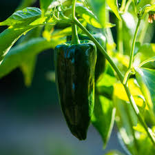 Ancho Poblano Pepper Seeds - 15 Seeds, Mildly Spicy Chili, Capsicum Annuum for Cooking and Salsas, Versatile Culinary Use