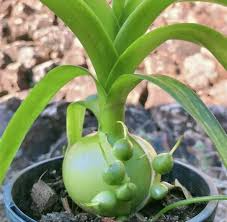 5 Bare Root Albuca bracteata 'Pregnant Onion' Live Plants | Unique Bulbous Succulent | Easy Care Indoor/Outdoor Plant