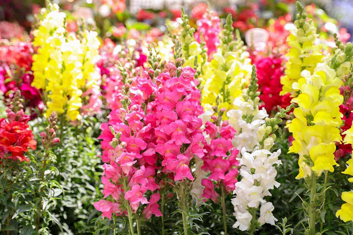 Calima Snapdragon Seeds | 1000+ Seeds | Multicolored Blooms | Antirrhinum majus | Pollinator-Friendly Garden Flowers
