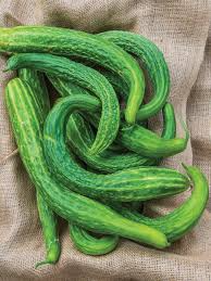 Suyo Long Cucumber Seeds | Heirloom Non-GMO | Burpless & Bitter-Free | Cucumis sativus | 20-2,000 Seeds for Gardens & Containers