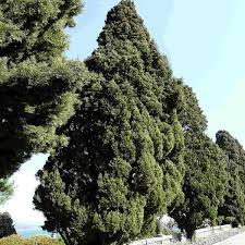 50 Italian Cypress Tree Seeds, Non-GMO Evergreen, Fast-Growing Privacy Screen, Cupressus sempervirens, Outdoor Landscaping