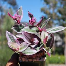 Unrooted Cuttings 3”-4” Tradescantia Nanouk, Rare Pink Wandering Jew, Colorful Houseplant, Indoor Plant, Propagation