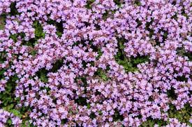 Creeping Thyme Seeds 1000 Count, Low-Growing Ground Cover Herb, Thymus Serpyllum, Pollinator-Friendly, Fragrant Foliage