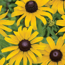 Black-eyed Susan Seeds 100mg Rudbeckia hirta Hardy Perennial Vibrant Yellow Blooms Pollinator Friendly