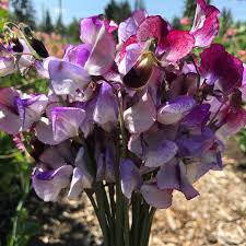 50+ Sweet Pea Seeds, Three Times As Sweet Variety, Triple Bloom Stems, Lathyrus odoratus, Fragrant Climbing Vines for Bouquets