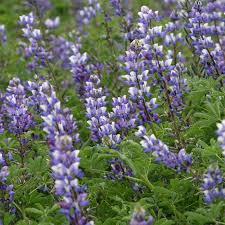Arroyo Lupine Seeds - 25+ Blue-Purple Wildflower Seeds for Gardens & Pollinators - Lupinus succulentus