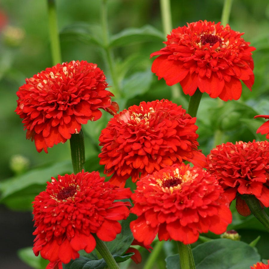 Zinderella Red Zinnia Seeds - 100+ Unique Scabiosa Blooms, Bold Double Red Flowers, Zinnia elegans, USA