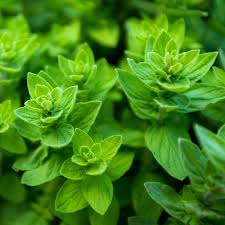 2000 Seeds Italian Oregano Herb (Origanum vulgare) - Aromatic Culinary Plant for Gardens, Pots & Spice Racks