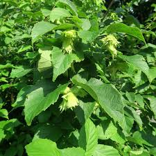 American Hazelnut Tree 2'-3' Live Bare Root Plant Edible Nuts Corylus americana Wildlife Friendly