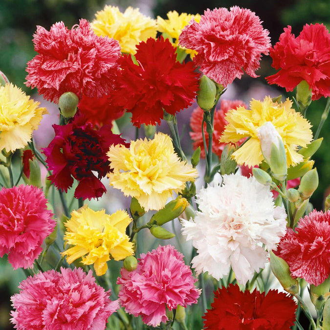 200 Seeds Carnation Grenadin Double Mix, Pollinator-Friendly, Fragrant Cut Flowers, Dianthus caryophyllus