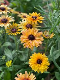200+ Rudbeckia Seeds - Sahara Mix - Drought-Tolerant Flowers in Warm Rustic Shades - Rudbeckia hirta - Perfect for Pollinators