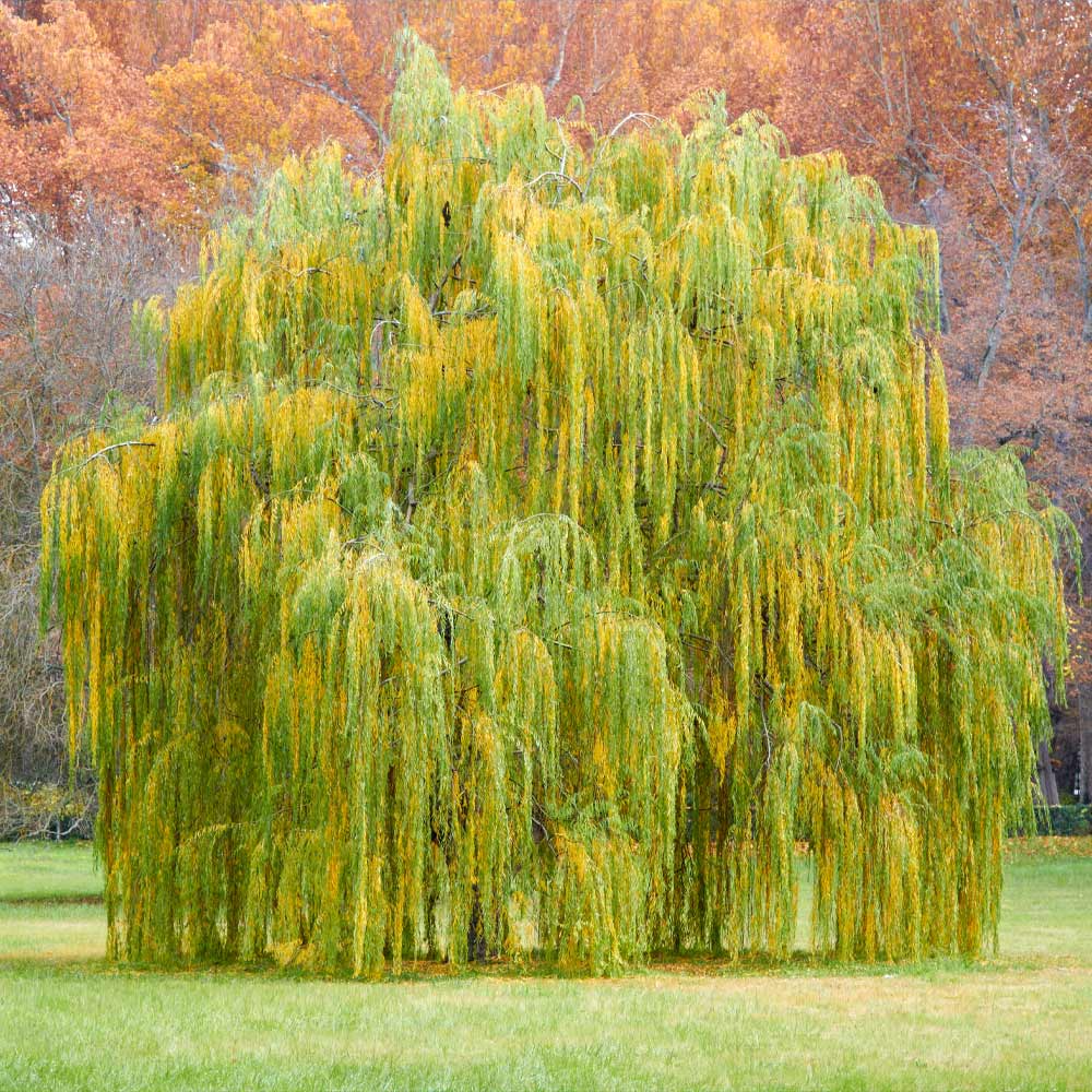 Weeping Willow Tree Live Bare Root Plant 2-3 Feet Tall Salix babylonica Fast-Growing Ornamental Shade Tree