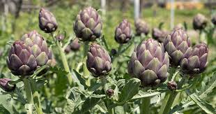500mg Artichoke Seeds - Green Globe Variety - Heirloom Edible Perennial - Cynara scolymus - Perfect for Gardens & Containers