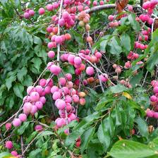 American Plum Tree 2ft Live Fruit Tree, Prunus americana, Sweet-Tart Plums, White Blossoms, Ready to Plant for Home Orchard