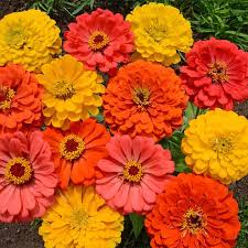 Zinnia Seeds 200 Count Fruity Beauty Mix Non-GMO Vibrant Blooms for Pollinators (Hummingbirds & Butterflies)