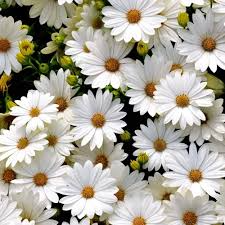 200 White Gerbera Daisy Seeds - Gerbera jamesonii - Elegant White Blooms for Garden Planting, Cut Flowers, USA