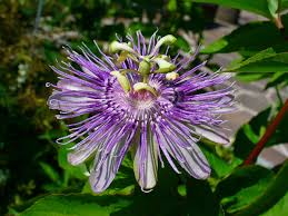 10 Maypop Purple Passion Seeds - Edible Fruit, Cold Hardy Perennial Vine, Passiflora Incarnata for Garden & Containers