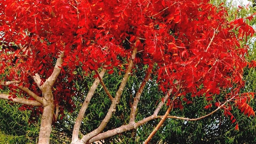 10 Chinese Pistachio Tree Seeds, Fast Growing Ornamental, Drought Tolerant, Pistacia chinensis
