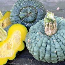 25+ Marina Di Chioggia Squash Seeds - Heirloom Warted Winter Squash - Cucurbita maxima - Edible & Ornamental for Garden Planting