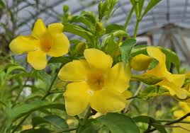 Yellow Allamanda Starter Plant - Golden Trumpet - Allamanda cathartica - Tropical Perennial with Vibrant Yellow Flowers