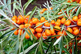 50 Seaberry Seeds - Sea Buckthorn (Hippophae rhamnoides) Organic Edible Berries, High Yield, Nutrient-Rich for Garden Planting