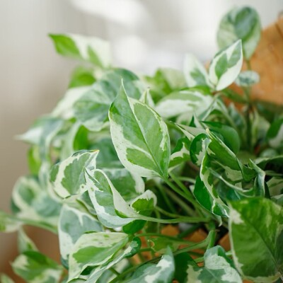 Pothos Cuttings 3 Pack Pearls and Jade Variegated Houseplant Epipremnum aureum Easy Care Devil’s Ivy 4”-5”
