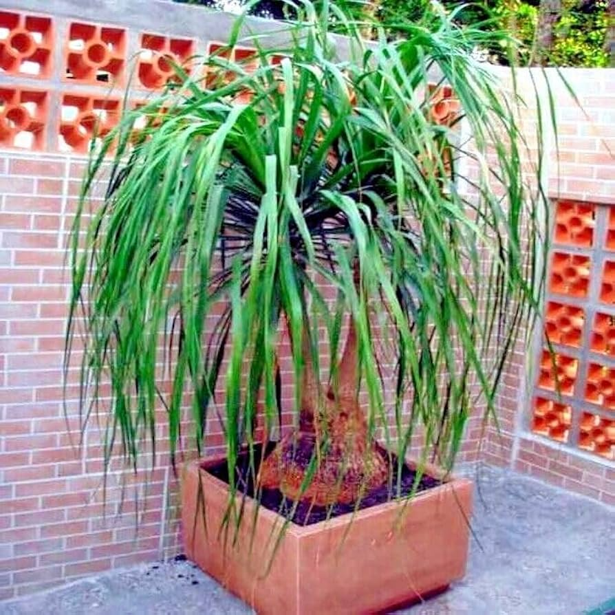 10 Ponytail Palm Tree Seeds, Beaucarnea recurvata, Rare Elephant Foot Indoor Houseplant, Low Maintenance, USDA Zones 9-11