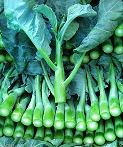 500mg Wan Shen Kailan Seeds | Brassica oleracea | Chinese Broccoli | Tender Stalks, Sweet Leaves, Edible Buds