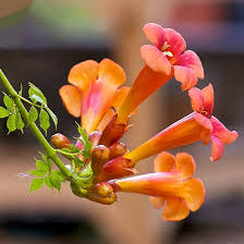 100 Trumpet Creeper Seeds - Perennial Climbing Vine with Orange Flowers, Campsis radicans, Fast-Growing, Wildlife Friendly