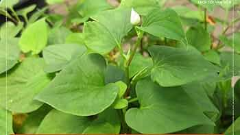 10 Bare Root Fish Mint Plants, Houttuynia cordata, Edible Perennial Herb, Colorful Ground Cover, Asian Culinary Herb