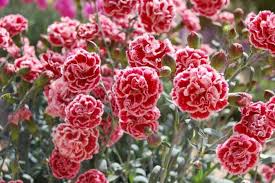 200+ Sugar Plum Carnation Seeds, Ruffled Plum-Pink Blooms, Dianthus caryophyllus, Fragrant Cut Flowers for Garden & Bouquets