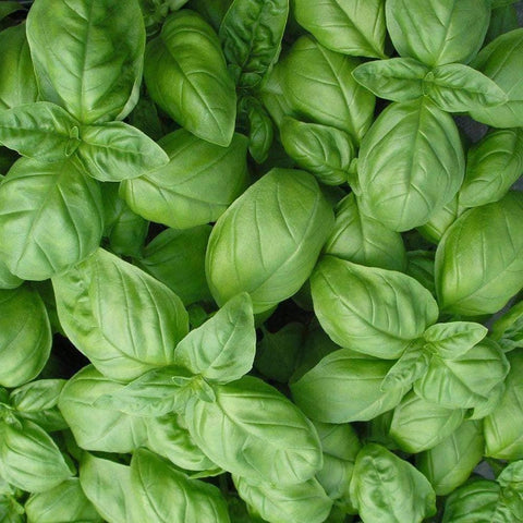 Basil Genovese Seeds 1g | Heirloom Non-GMO Italian Herb | Aromatic Flavor | Ocimum basilicum