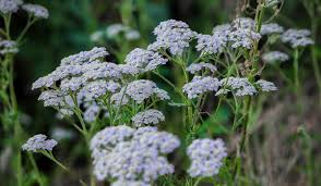 White Yarrow Bare Root Plant | Achillea millefolium | Perennial Garden Plant | Pollinator-Friendly, Drought-Tolerant