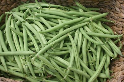 Provider Green Bush Bean Seeds 1/4 oz | Heirloom Stringless Snap Beans | Phaseolus vulgaris | High-Yield, Easy to Grow