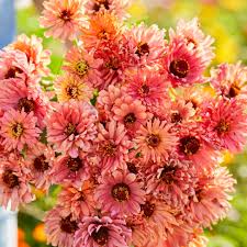 100+ Senorita Zinnia Seeds - Bold Magenta-Pink Blooms - Heat-Tolerant Annuals for Pollinator Gardens - Zinnia elegans