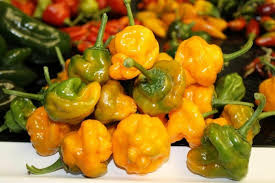 Orange Scotch Bonnet Pepper Seeds - 20 Non-GMO Heirloom Seeds - Capsicum chinense - Hot & Spicy Culinary Variety